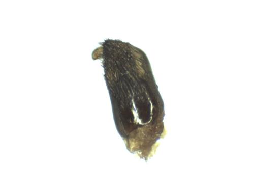 Réf. 316 018 : Ichneumoninae inconnu